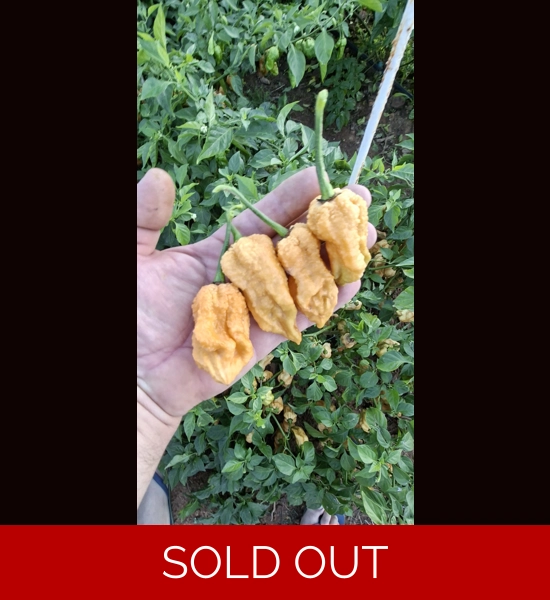 Ghost yaki Scorpion douglah Mustard (f5)->(f6) (10+seeds)